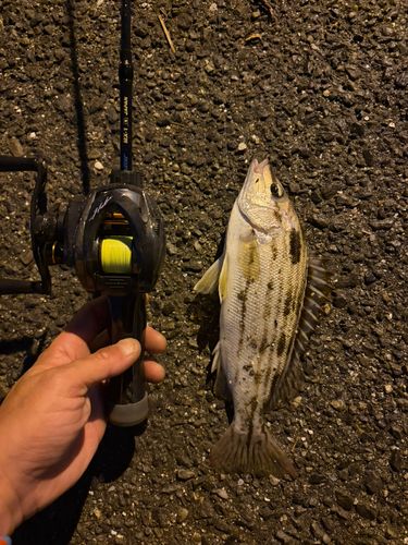 シマイサキの釣果