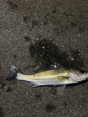 セイゴ（タイリクスズキ）の釣果