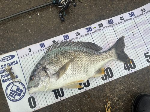 チヌの釣果