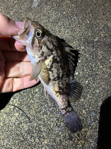 ソイの釣果