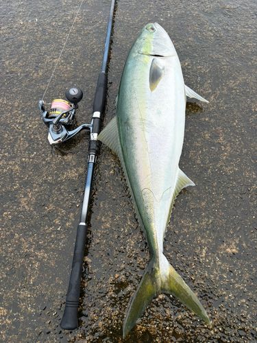 ワラサの釣果
