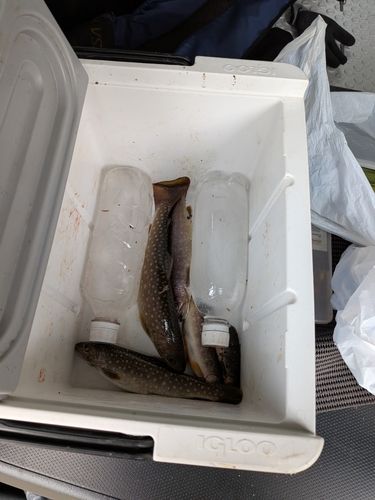 イワナの釣果