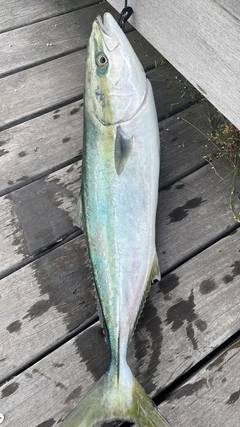 ワラサの釣果