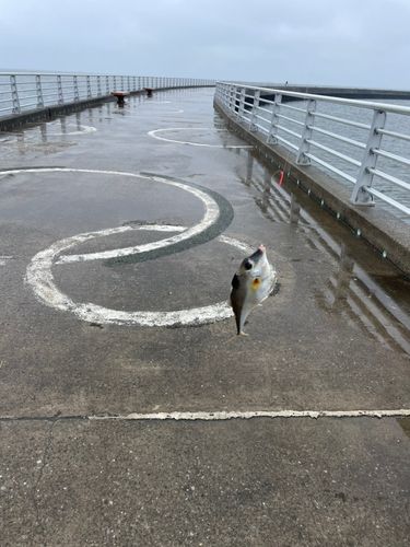 ギマの釣果