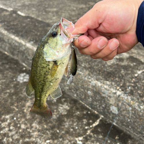 茨城県で釣れたライギョの釣り・釣果情報 - アングラーズ | 釣果600万