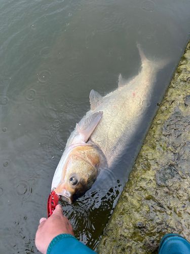 ハクレンの釣果