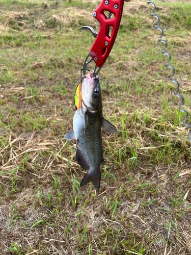 アメリカナマズの釣果