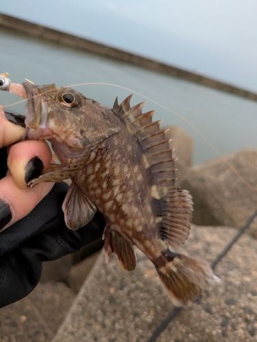 カサゴの釣果