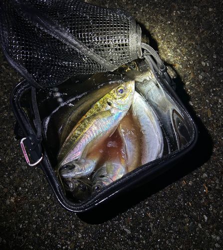 マアジの釣果