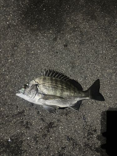 チヌの釣果