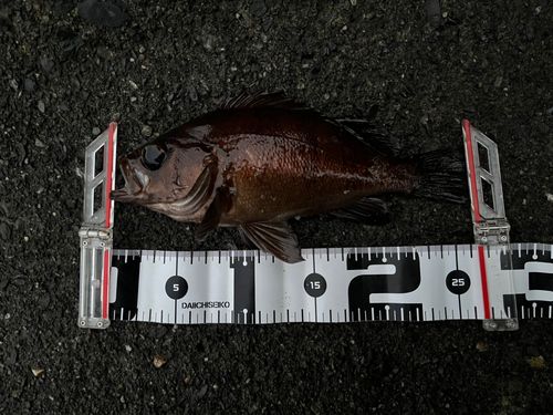 メバルの釣果