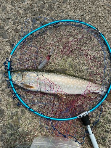 アメマスの釣果
