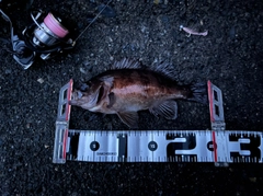 メバルの釣果