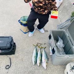 イナダの釣果