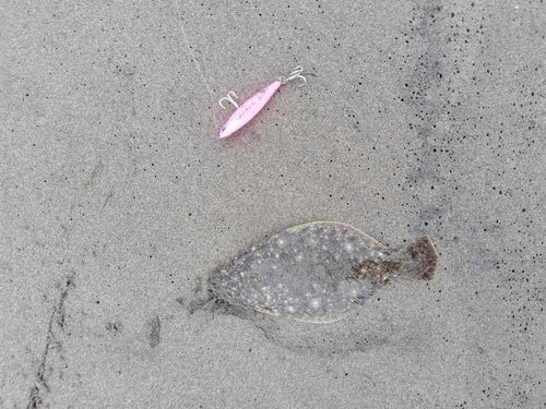 ソゲの釣果
