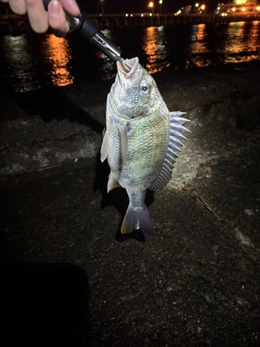 キチヌの釣果