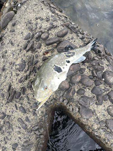 フグの釣果