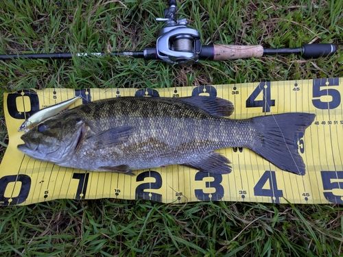 スモールマウスバスの釣果