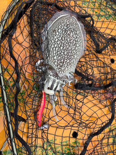 シリヤケイカの釣果