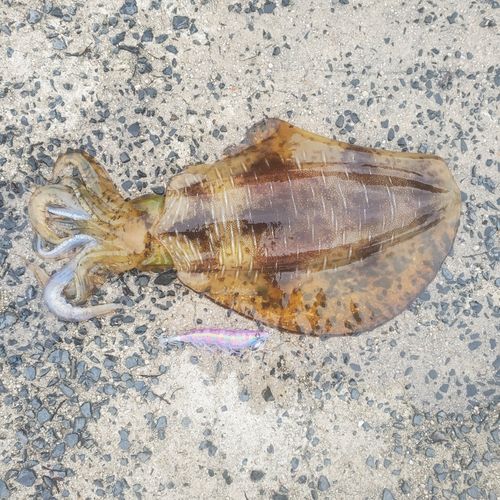 アオリイカの釣果