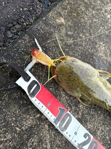 マナマズの釣果