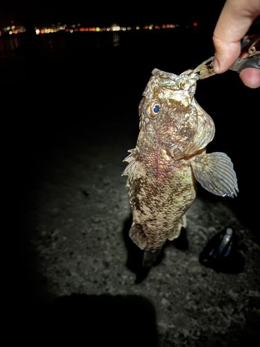 オウゴンムラソイの釣果