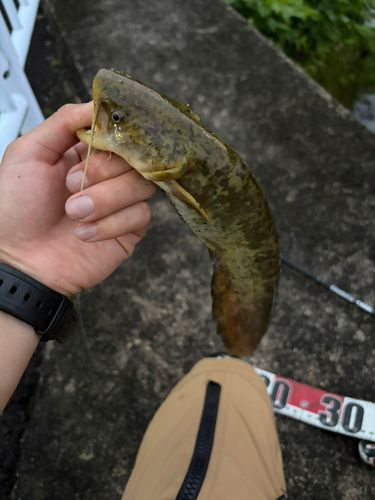 マナマズの釣果