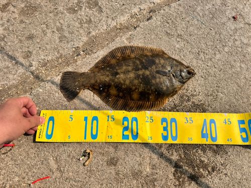 クロガシラガレイの釣果