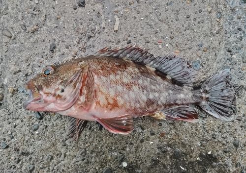 カサゴの釣果