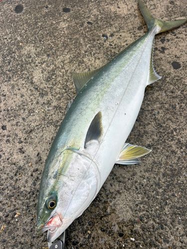 ブリの釣果