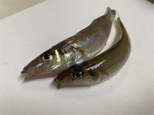 キスの釣果