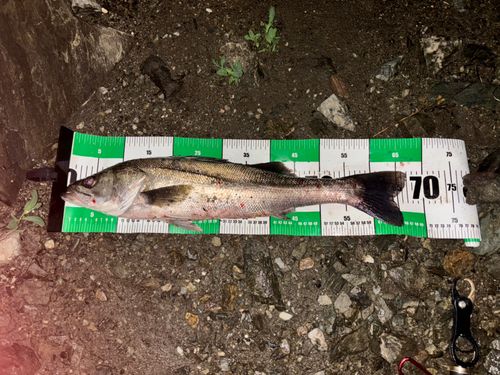 シーバスの釣果