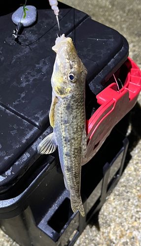 ウロハゼの釣果