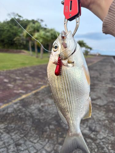 ヘダイの釣果