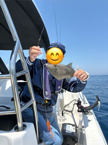 ウマヅラハギの釣果