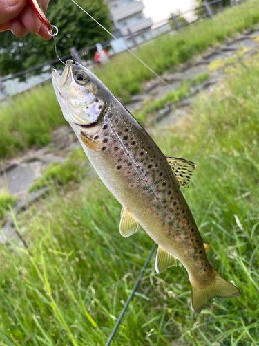 ブラウントラウトの釣果