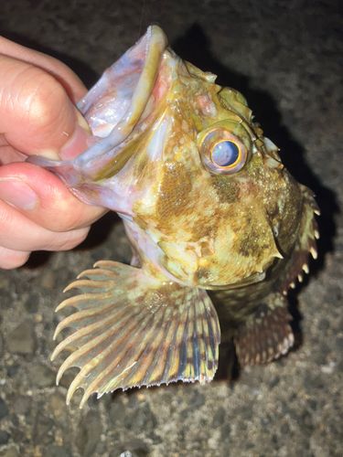 カサゴの釣果