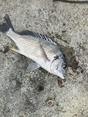 キビレの釣果