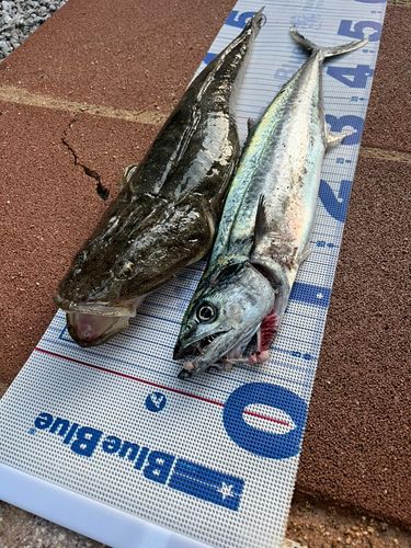 サゴシの釣果