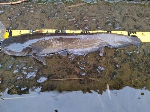 マナマズの釣果
