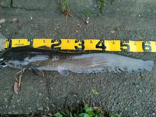マナマズの釣果
