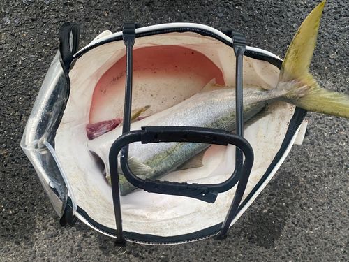 ブリの釣果