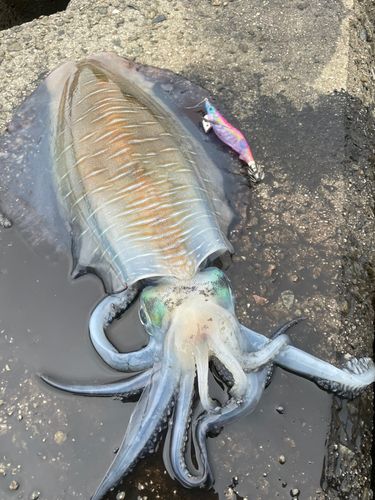 アオリイカの釣果