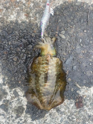 アオリイカの釣果