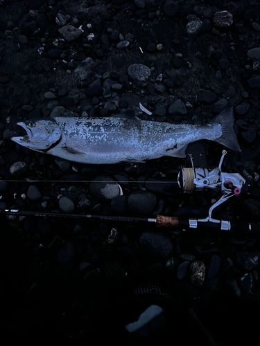 サクラマスの釣果