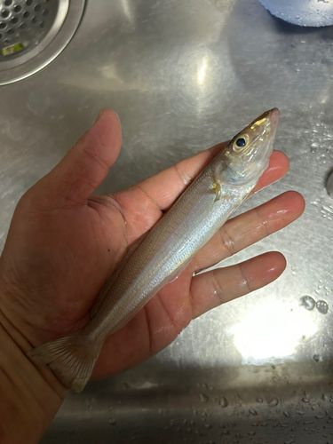 キスの釣果