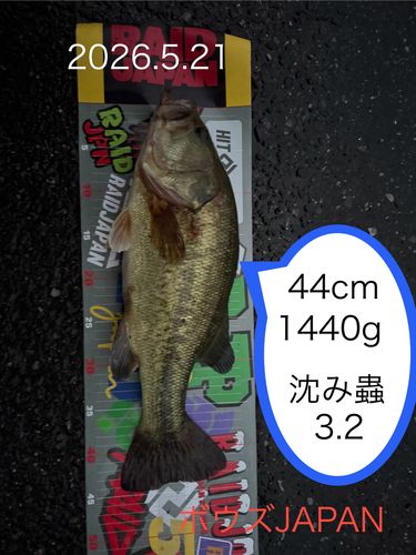 ブラックバスの釣果