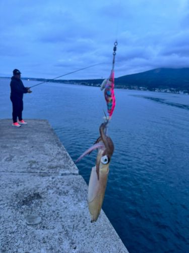 ヒイカの釣果