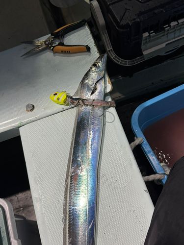 タチウオの釣果