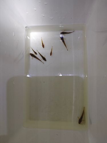 マハゼの釣果
